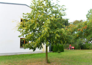 ADROME Caritativer Suchthilfeverein e.V. - WOHNHEIM Sonnenweg - Gartenbereich - Baum