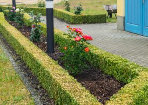 ADROME Caritativer Suchthilfeverein e.V. - WOHNHEIM Sonnenweg - Gartenbereich - Blumen, Blüten, Gartenarbeit