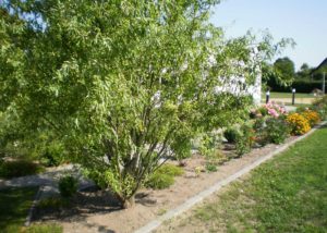 ADROME Caritativer Suchthilfeverein e.V. - WOHNHEIM Sonnenweg - Gartenbereich - Blumenbeet, Blumen