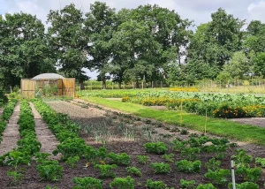 ADROME Caritativer Suchthilfeverein e.V. - WOHNHEIM Siems - Gartenbereich - Pflanzen, Anbauen, Ernten, Beet