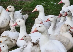 ADROME Caritativer Suchthilfeverein e.V. - WOHNHEIM Siems - Tierhaltung - Gans, Gänse, Ente, Enten