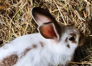 ADROME Caritativer Suchthilfeverein e.V. - WOHNHEIM Siems - Tierhaltung - Kaninchen, Hase