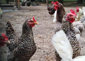 ADROME Caritativer Suchthilfeverein e.V. - WOHNHEIM Siems - Tierhaltung - Huhn, Hühner, Hahn