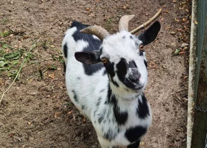 ADROME Caritativer Suchthilfeverein e.V. - WOHNHEIM Siems - Tierhaltung - Ziege, Ziegen, Ziegenbock